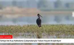 Türkiye’de Kuş Halkalama Çalışmalarıyla Yaban Hayatı Araştırılıyor