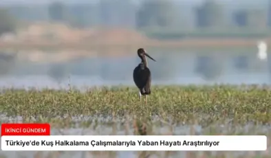 Türkiye’de Kuş Halkalama Çalışmalarıyla Yaban Hayatı Araştırılıyor