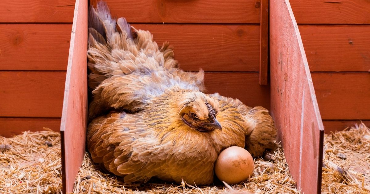 Kuluçka Makinesi Nedir?