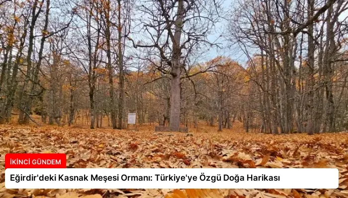 Eğirdir’deki Kasnak Meşesi Ormanı: Türkiye’ye Özgü Doğa Harikası