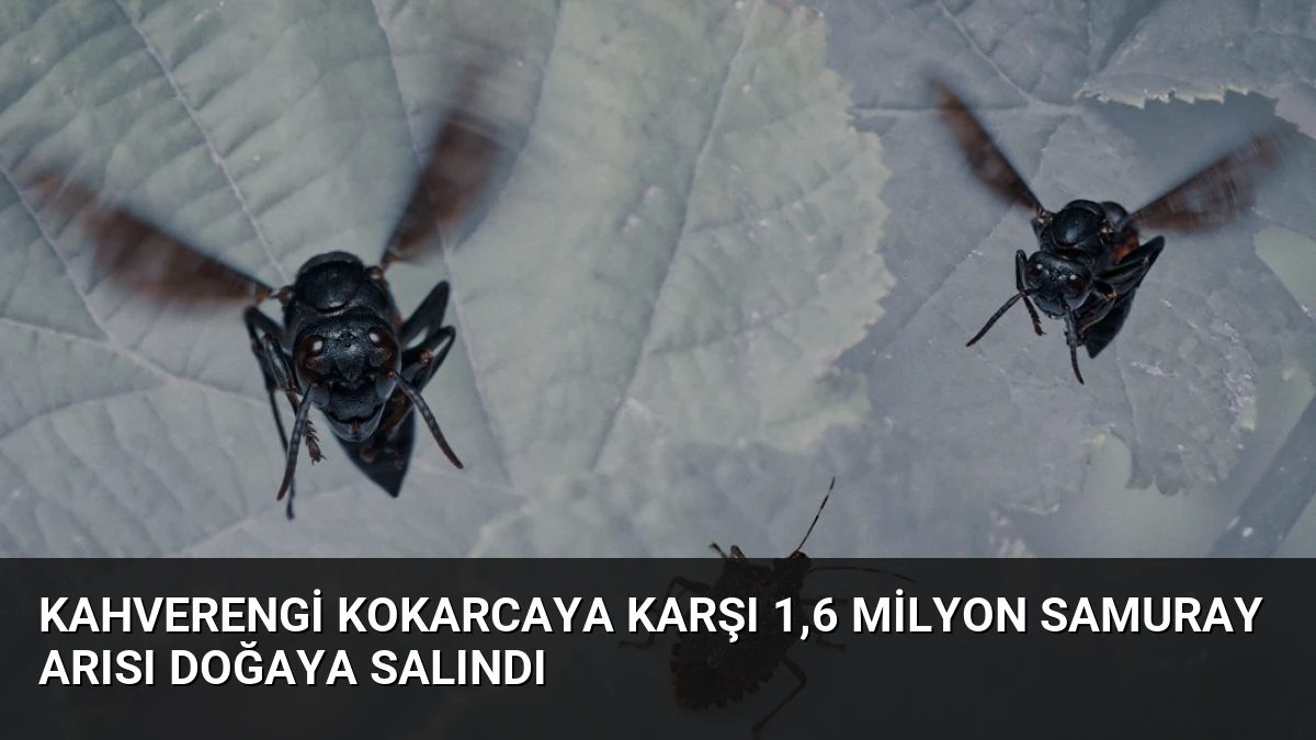 Kahverengi Kokarcaya Karşı 1,6 Milyon Samuray Arısı Doğaya Salındı